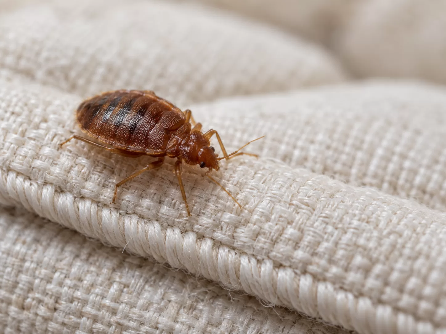Illustration of a bed bug on a mattress seam